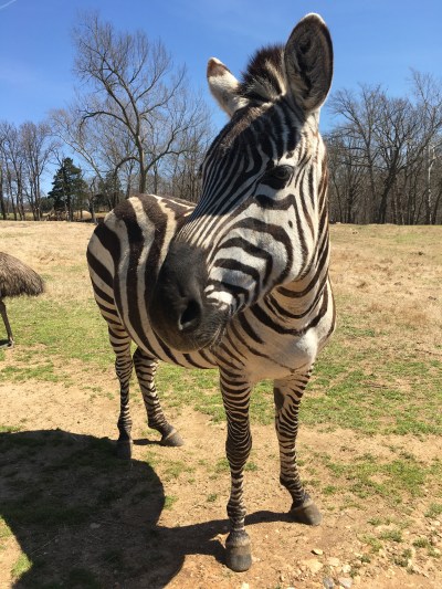 Zebra - Gentry Wild Wilderness Drive-Through Safari